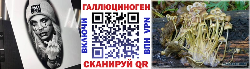 купить   Рошаль  даркнет телеграм  Псилоцибиновые грибы Cubensis 